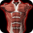 Muscular System 3D (anatomy)